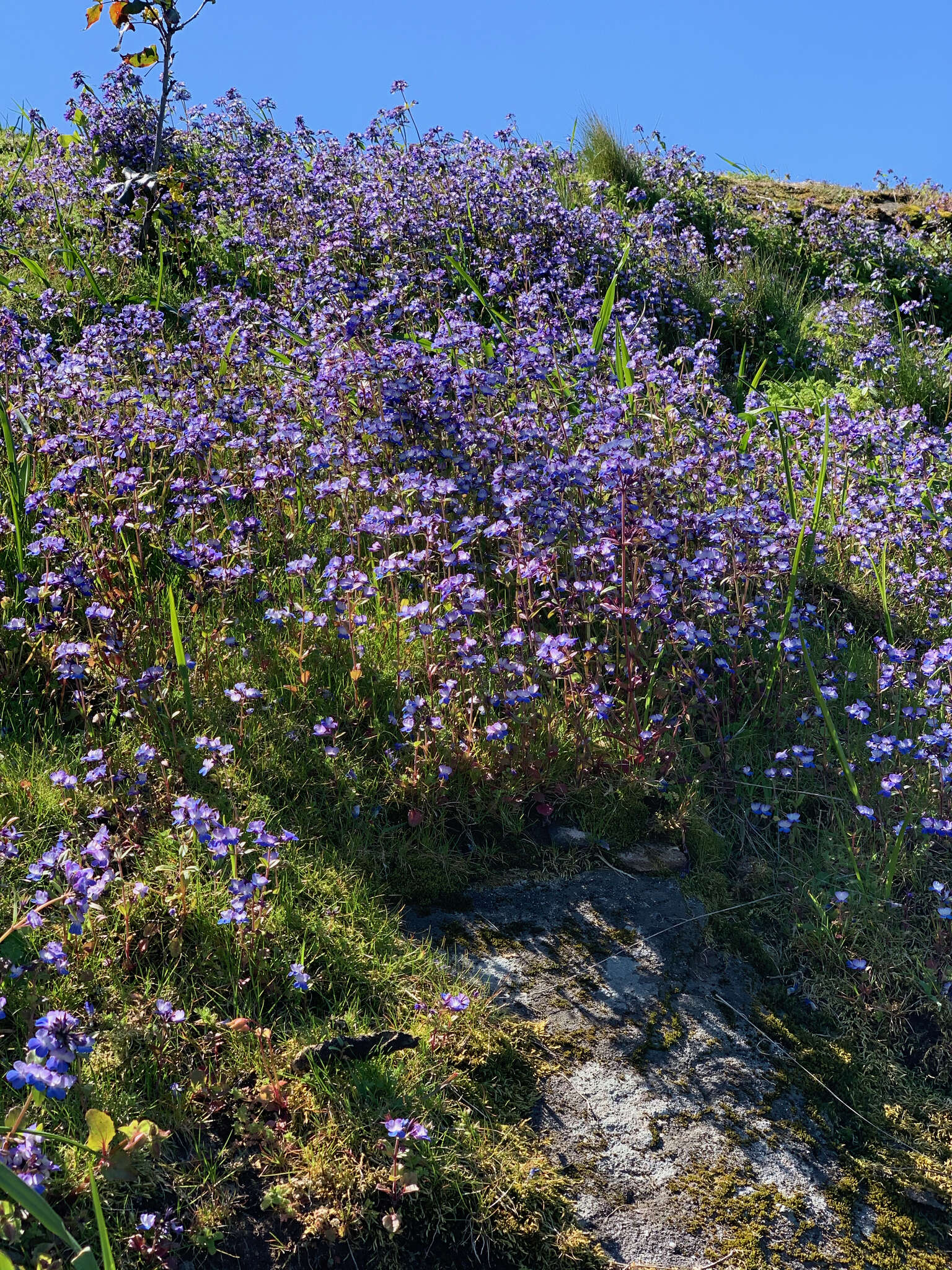 Sivun Collinsia grandiflora Dougl. ex Lindl. kuva