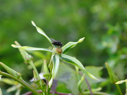 Gonolobus cteniophorus (Blake) R. E. Woodson的圖片