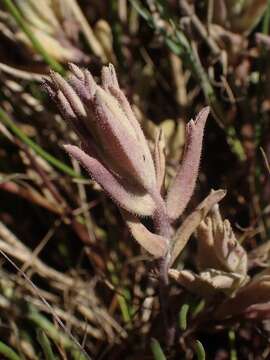 Image of Pt. Reyes bird's-beak