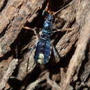 Слика од Ectomocoris decoratus (Stål 1863)