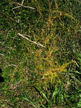 Image of field dodder