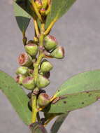 Image of Eucalyptus pauciflora subsp. niphophila (Maiden & Blakely) L. A. S. Johnson & Blaxell