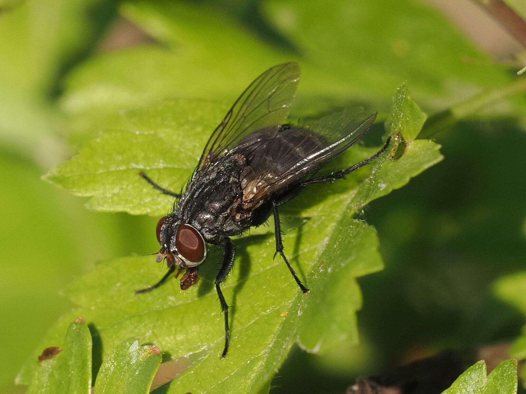 Sivun Muscina prolapsa (Harris 1780) kuva