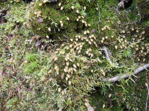 Image of diphyscium moss