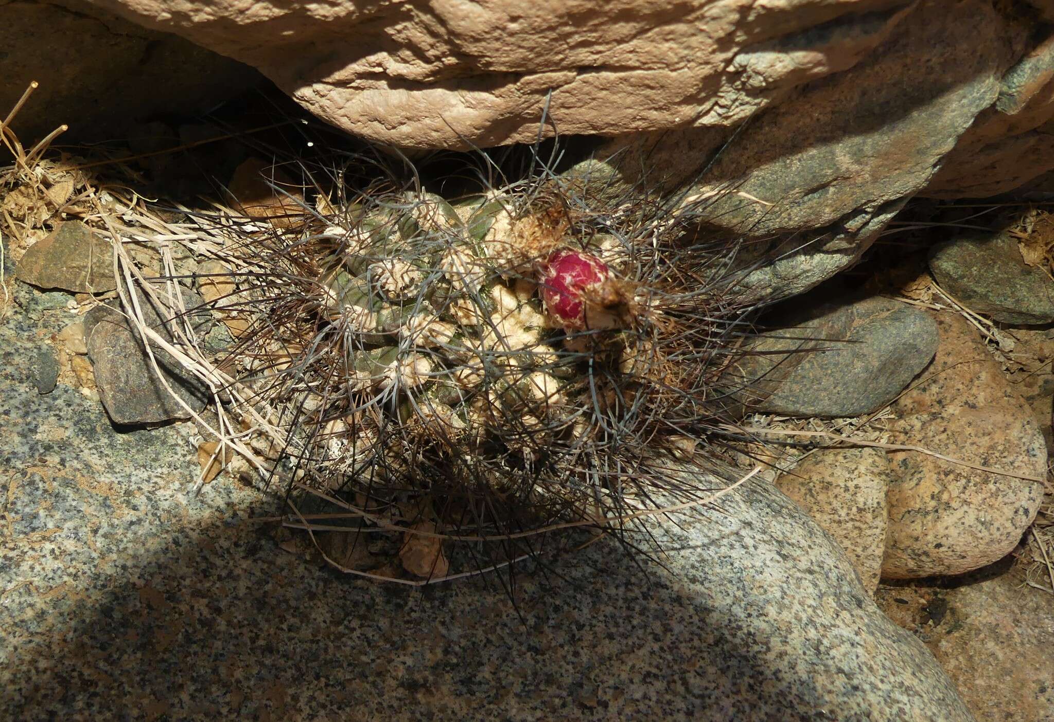 Image of Eriosyce taltalensis (Hutchison) Katt.