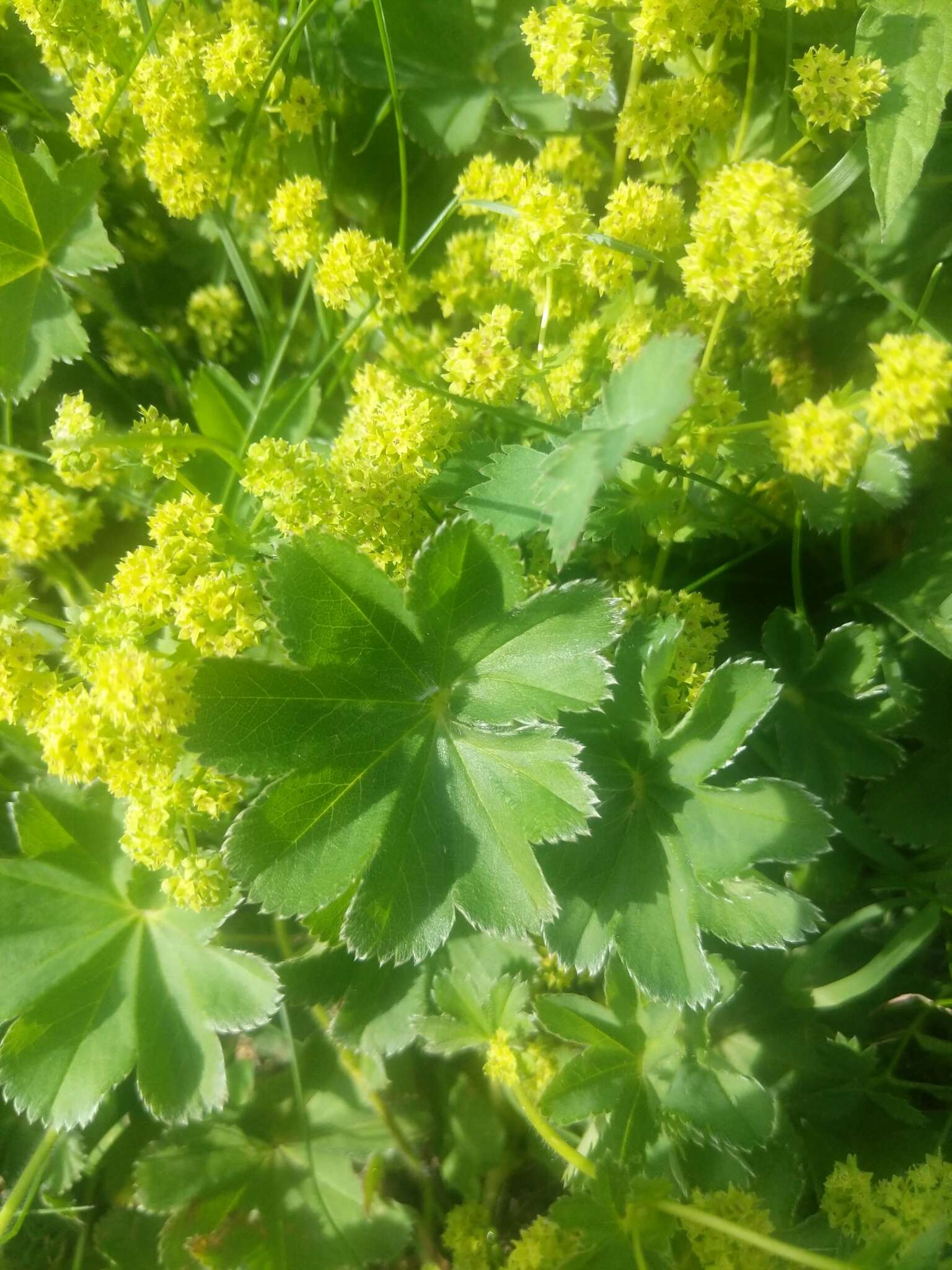 Plancia ëd Alchemilla breviloba H. Lindb.