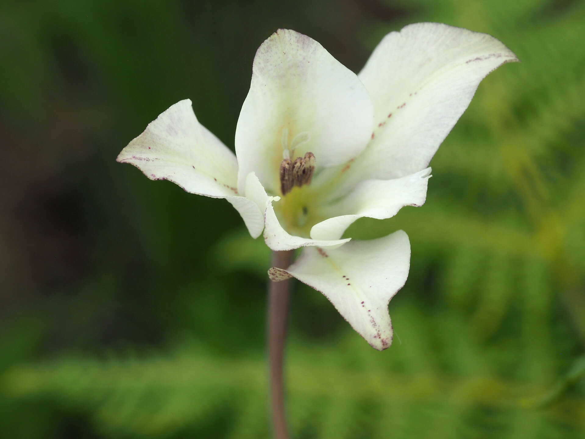 Image of Gladiolus longicollis Baker