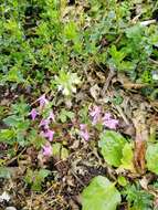 Image of Red hemp nettle