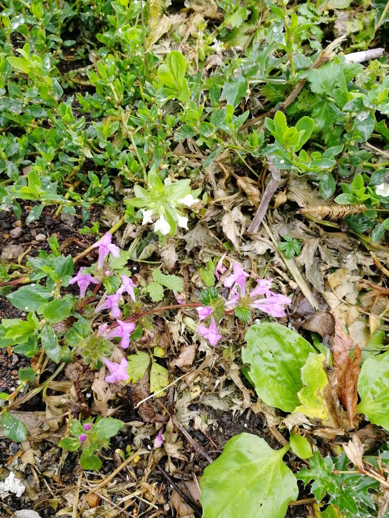 Imagem de Galeopsis ladanum L.