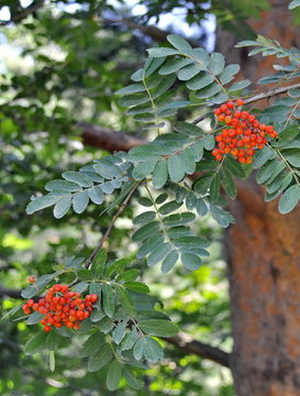 Image of <i>Sorbus <i>aucuparia</i></i> aucuparia