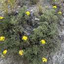 <i>Brachanthemum krylovii</i> resmi