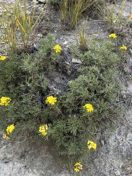 Image of <i>Brachanthemum krylovii</i>