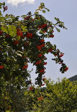 Image of <i>Sorbus <i>aucuparia</i></i> aucuparia