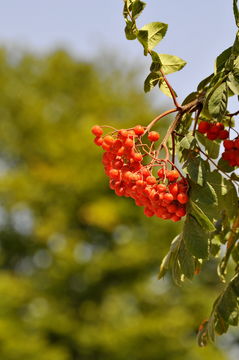 Image of <i>Sorbus <i>aucuparia</i></i> aucuparia