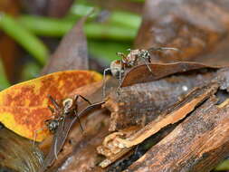 Image of Polyrhachis mindanaensis Emery 1923