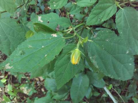 Image of gingerbush