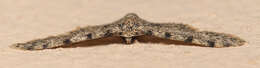 Image of Scopula nigrinotata Warren 1897