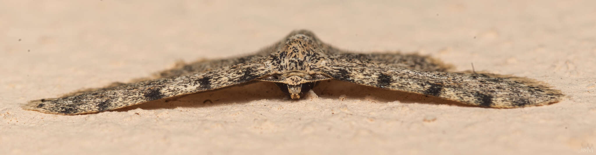 Image of Scopula nigrinotata Warren 1897