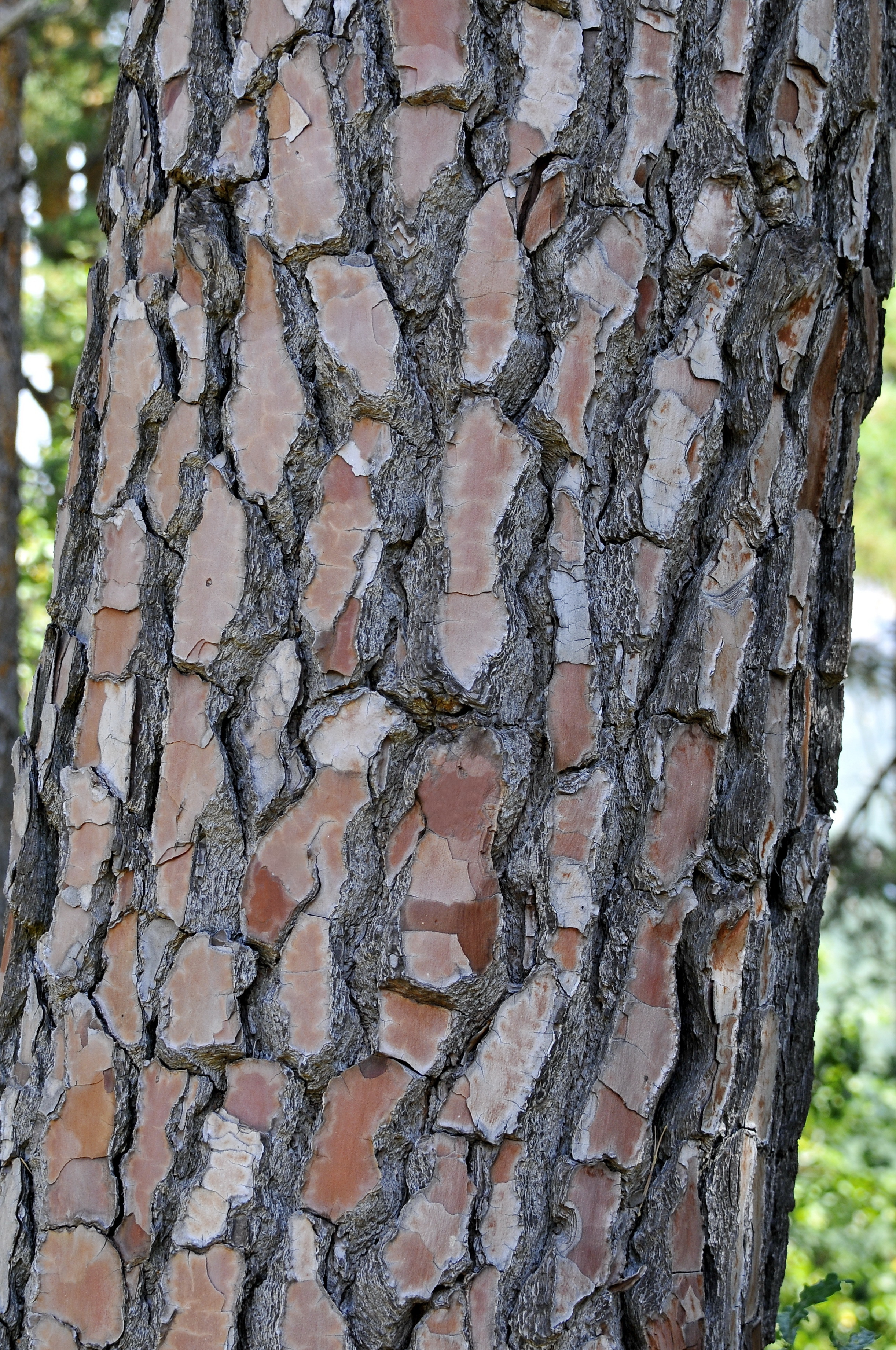 Pinus pinaster (rights holder: Jos Mara Escolano)