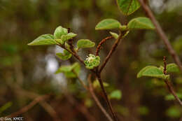 Image of Croton danguyanus Leandri