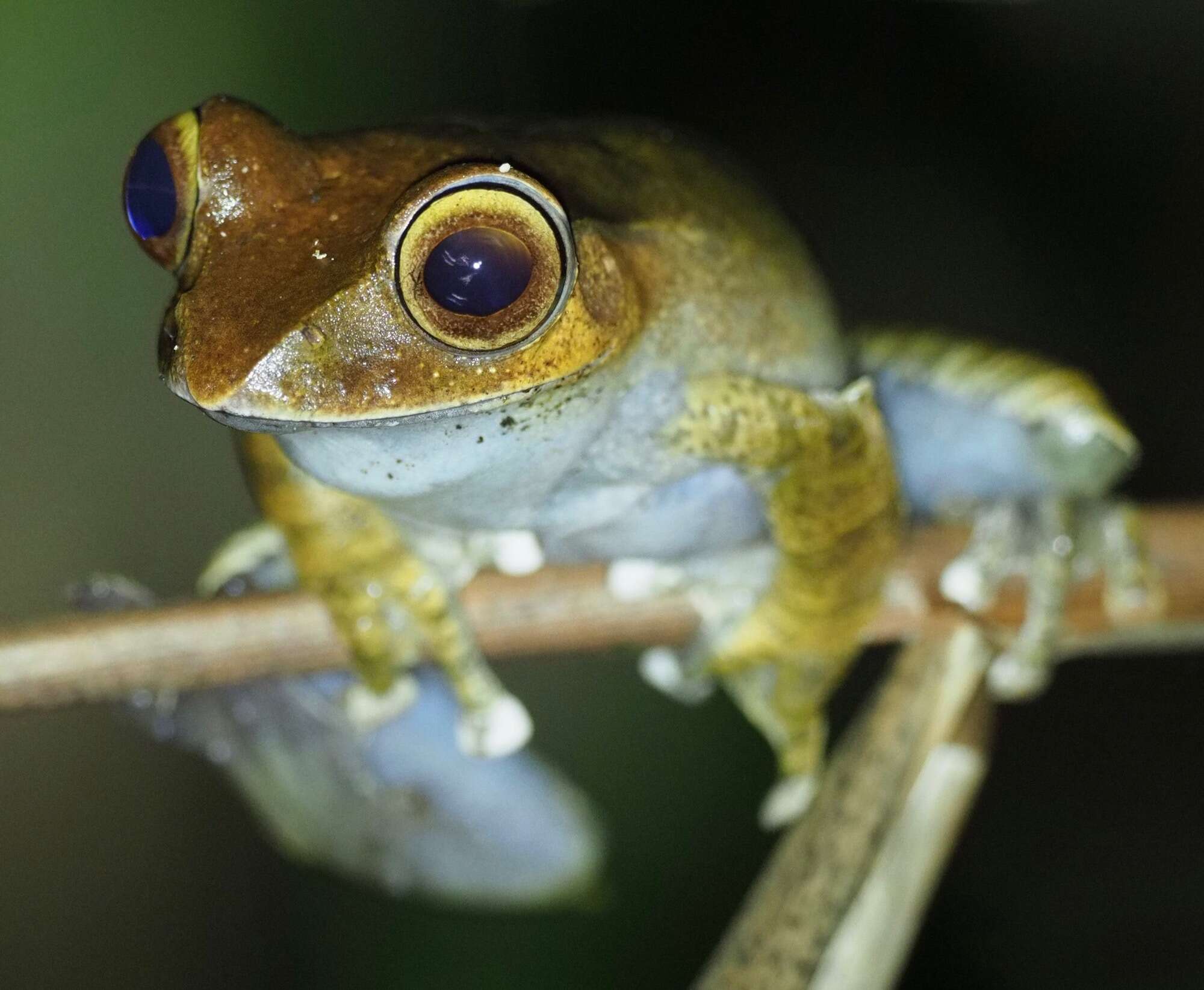 Image of Boophis roseipalmatus Glaw, Köhler, De la Riva, Vieites & Vences 2010