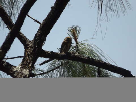 Image of Mountain Pygmy Owl