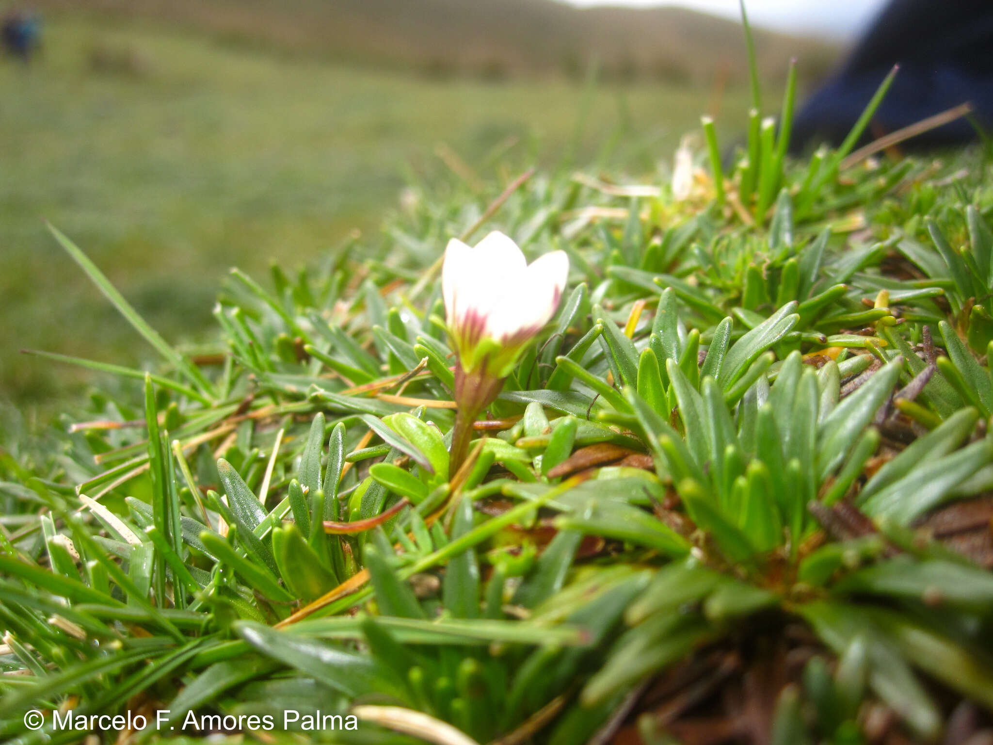 Image de Gentianella limoselloides (Kunth) Fabris