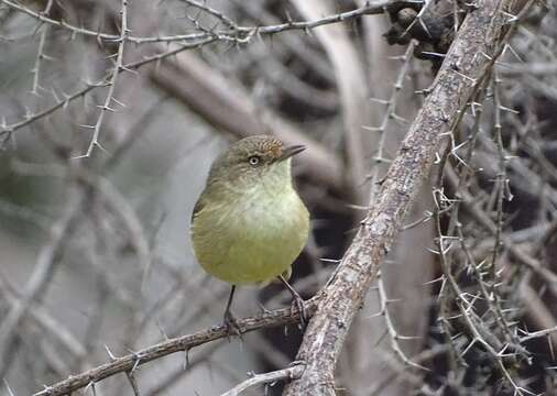 Imagem de Acanthiza reguloides australis (North 1904)