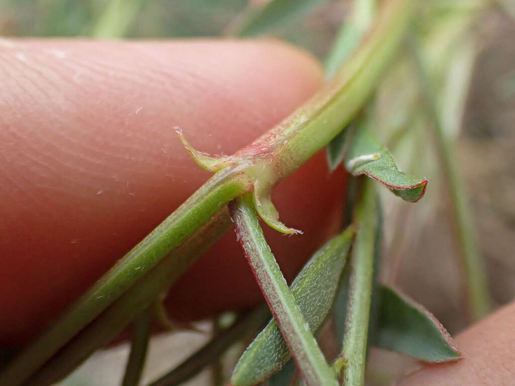 Image of Salinas milkvetch