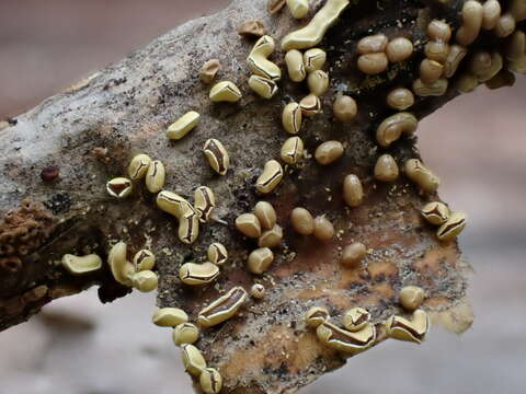 Image of Physarum bogoriense