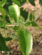 Image of Ilex cymosa Bl.