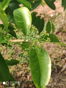 Ilex cymosa Bl. resmi