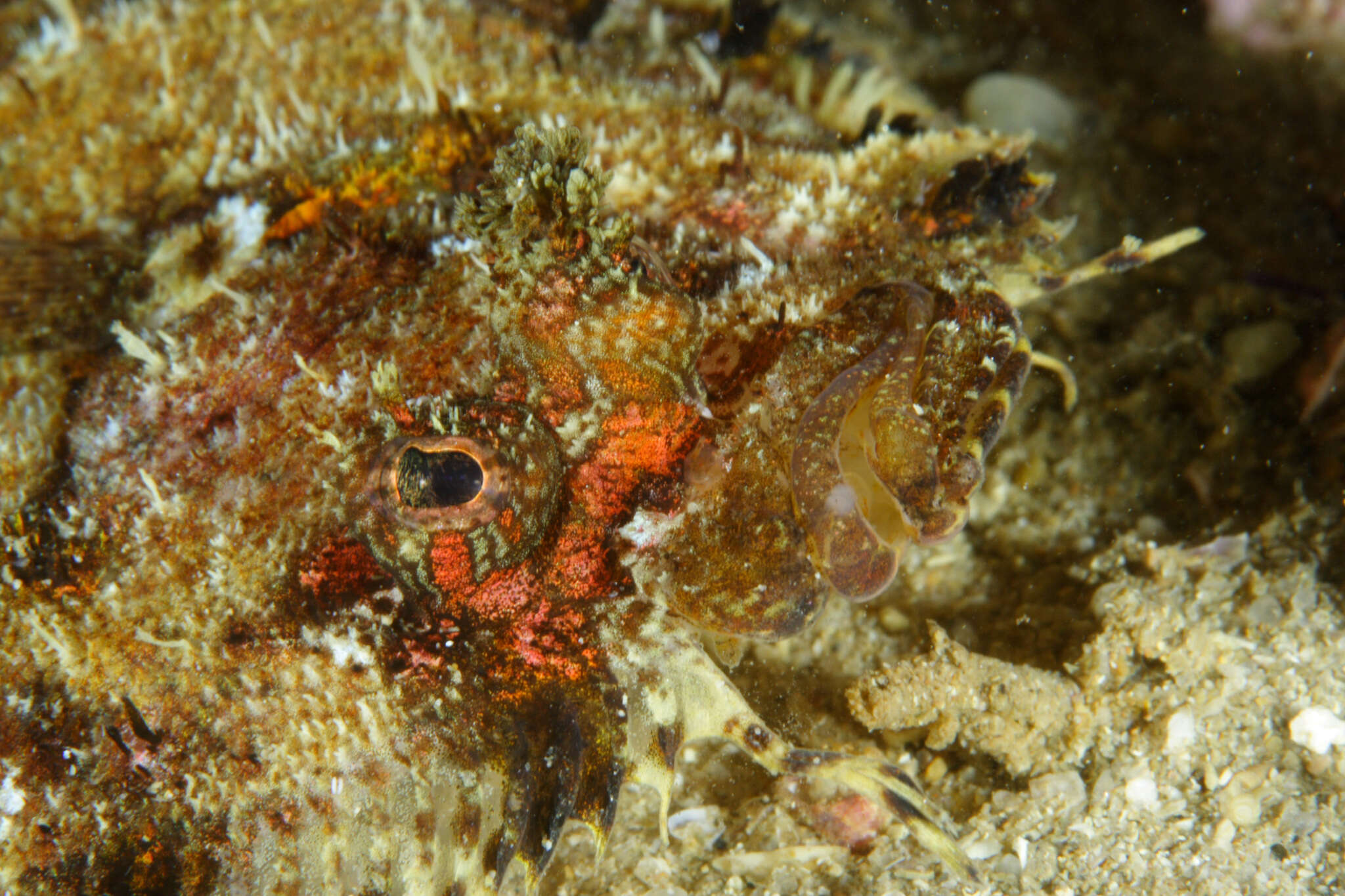 Image of Eckström&#39;s topknot