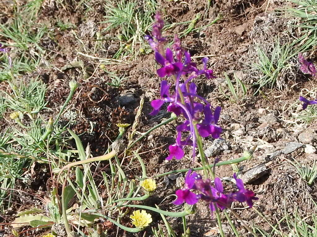 Sivun Linaria elegans Cav. kuva