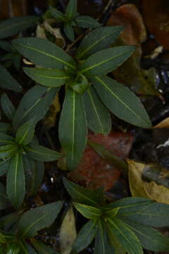 Image of Impatiens tangachee Bedd.