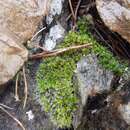 Image of grimmia dry rock moss