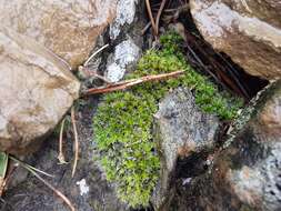 Image of grimmia dry rock moss