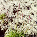 Elymus sajanensis (Nevski) Tzvelev的圖片