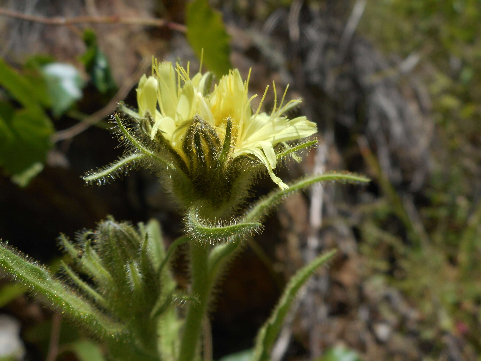 Image of Schlagintweitia intybacea (All.) Griseb.