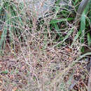 Image of Coprosma virescens Petrie