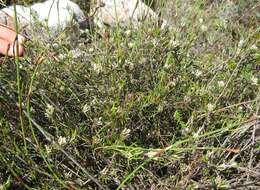 Image of Metalasia tenuifolia DC.