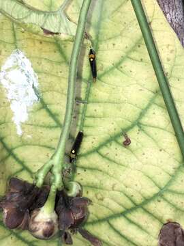 Imagem de Acrogonia flavoscutellata (Signoret 1855)