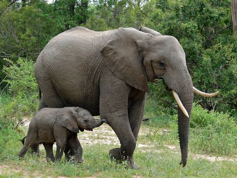Image of African bush elephant