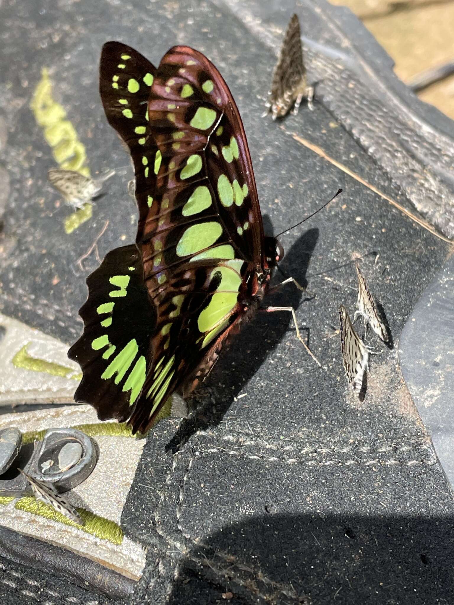 Sivun Graphium tynderaeus (Fabricius 1793) kuva