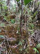 Image de Angraecum mauritianum (Poir.) Frapp.