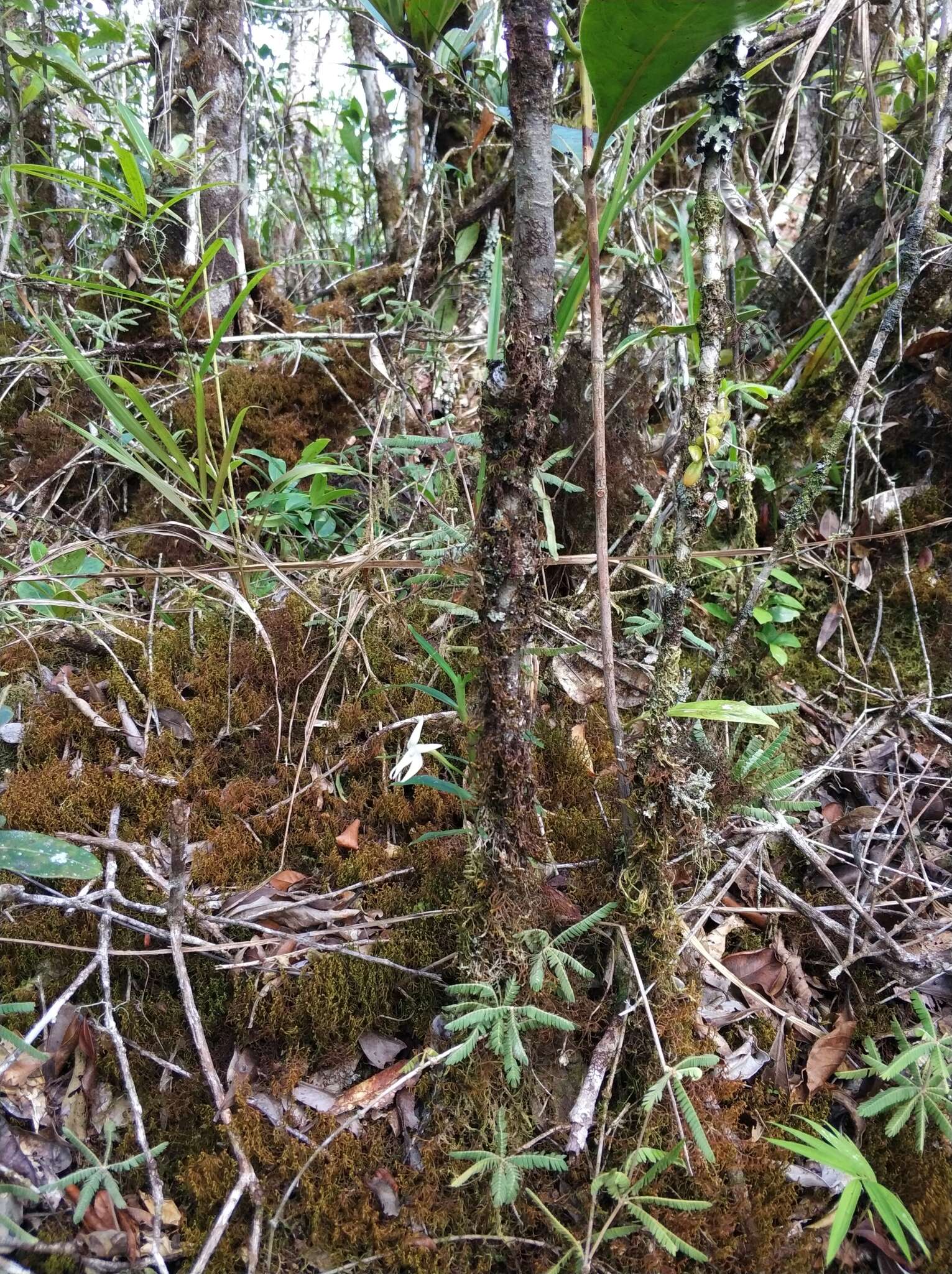 Image de Angraecum mauritianum (Poir.) Frapp.