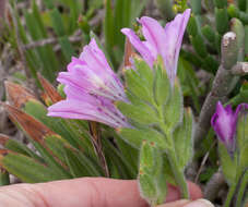 Image of Babiana ambigua (Roem. & Schult.) G. J. Lewis