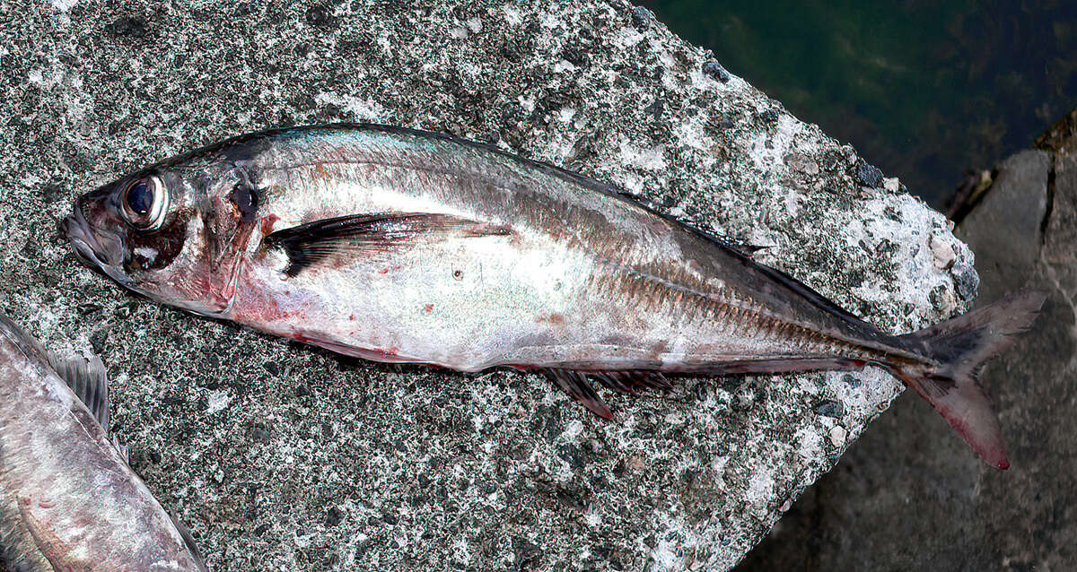 Image of Atlantic Horse Mackerel