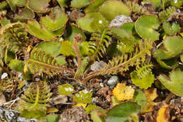 صورة Leptinella squalida subsp. mediana (D. Lloyd) D. G. Lloyd & C. J. Webb