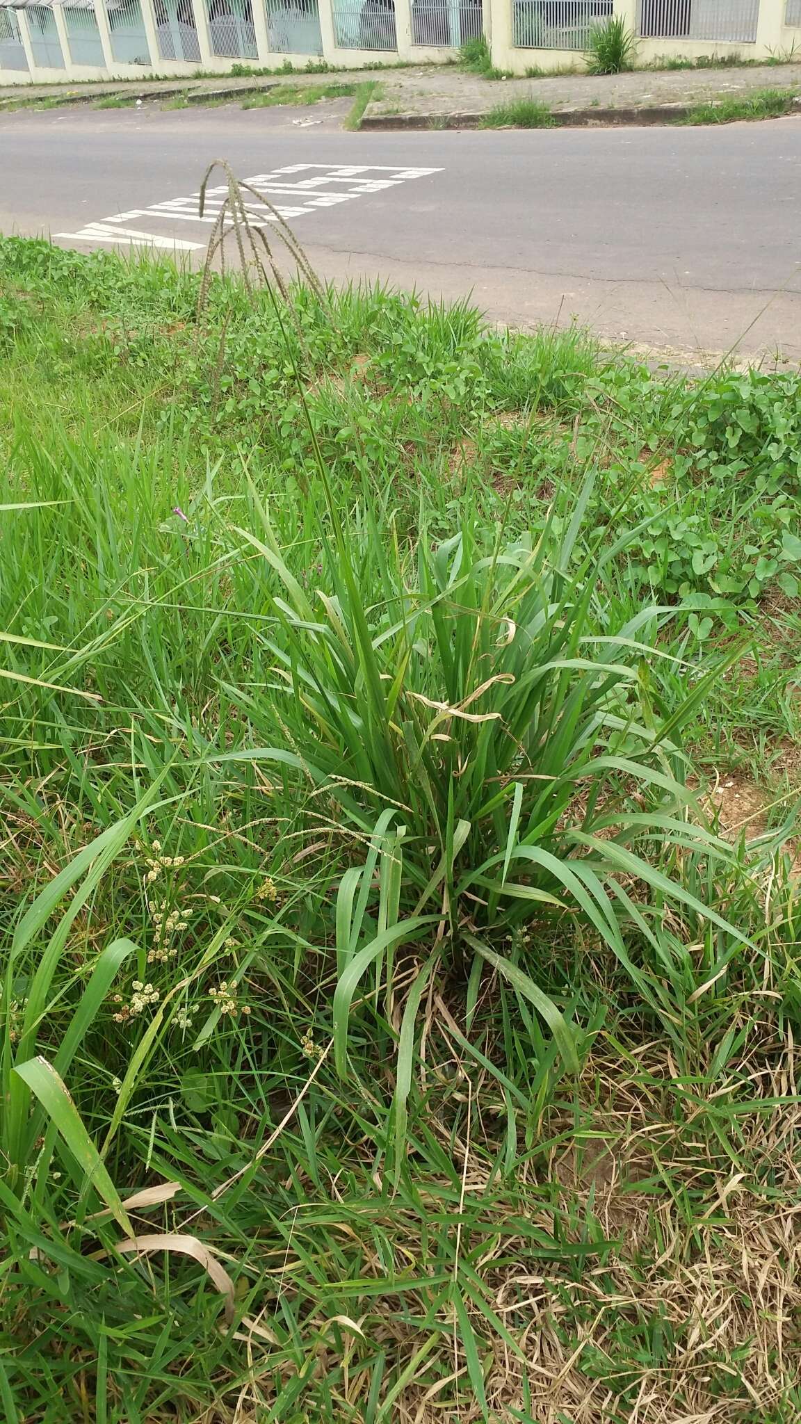 Image de Paspalum paniculatum L.